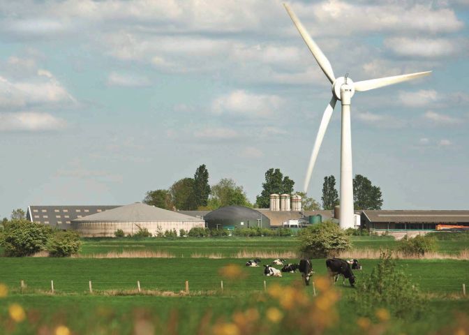 Cows in the meadow, wind mill